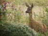 Roe Deer and Sweet Pea